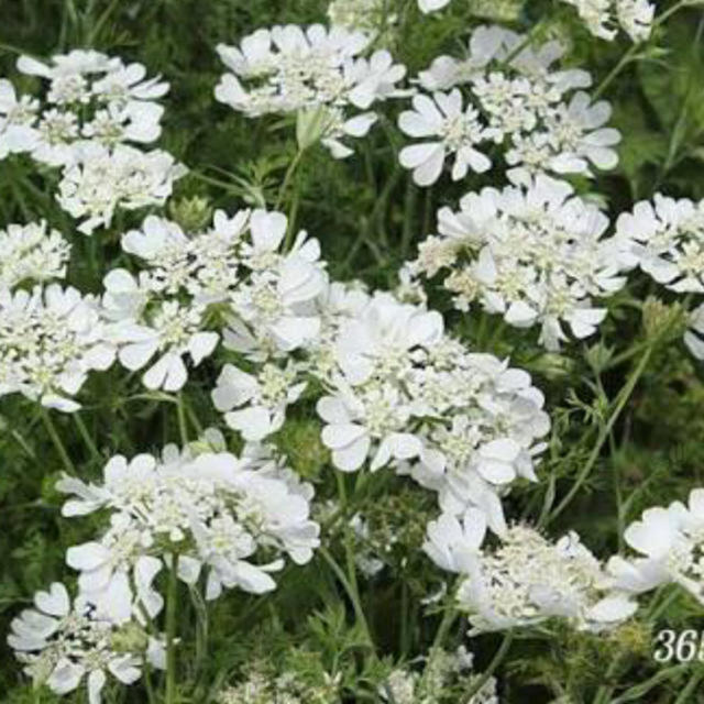 お花の種　色々セット🌼 ハンドメイドのぬいぐるみ/人形(その他)の商品写真