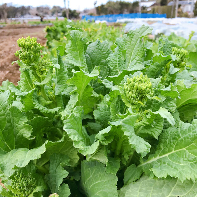 畑直送‼︎ 味自慢野菜セット【ふきのとう入り】　農薬不使用 食品/飲料/酒の食品(野菜)の商品写真