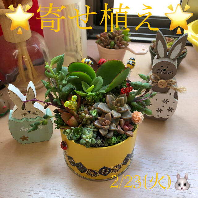 多肉植物❤︎寄せ植え❤︎このまま飾れます❤︎イエロー缶♪ ハンドメイドのフラワー/ガーデン(その他)の商品写真