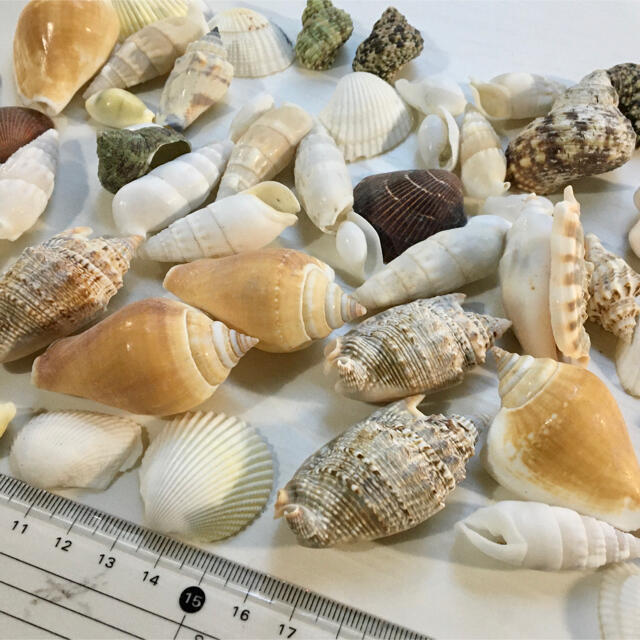 ハンドメイドパーツ　貝殻　シェル　DIY ハンドメイドの素材/材料(その他)の商品写真