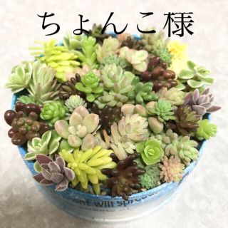 多肉植物　カット苗　セダムと黒法師(その他)