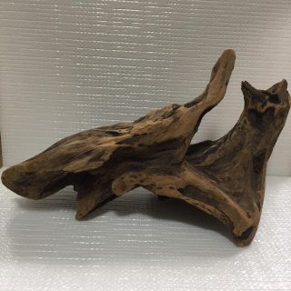 流木(その他)