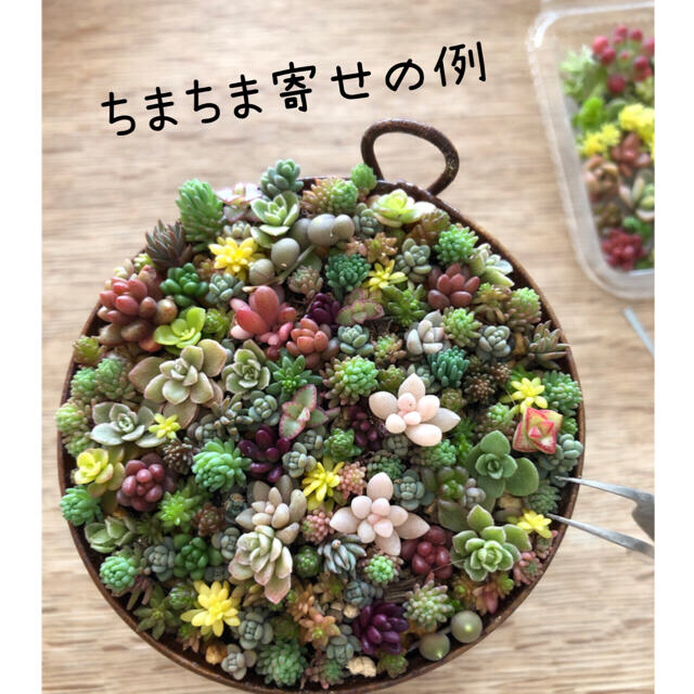 【多肉植物】ちまちま寄せ　作成キット ハンドメイドのフラワー/ガーデン(その他)の商品写真