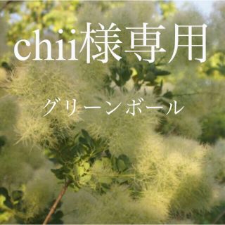 chii様専用　数量限定❗️グリーンボール 2苗(ドライフラワー)