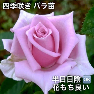 四季咲きバラ苗    挿し木 ばら苗 薔薇苗(その他)