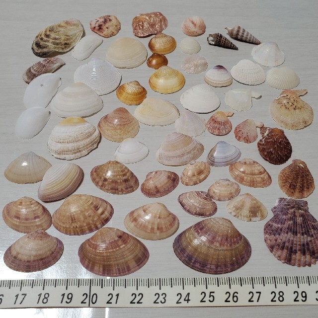 貝殻セット13 ハンドメイドの素材/材料(各種パーツ)の商品写真