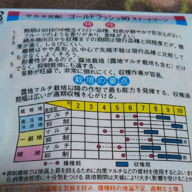 とうもろこし種（ゴールドラッシュ)30粒+おまけ10粒 食品/飲料/酒の食品(野菜)の商品写真