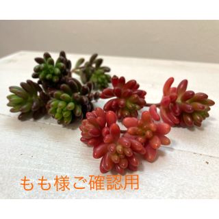 多肉植物　虹の玉　カット苗(その他)