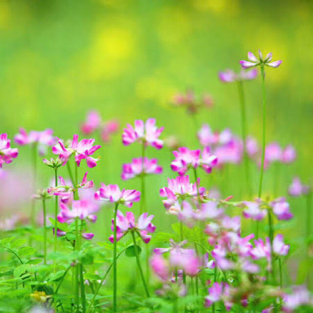 【最安値】レンゲ草（れんげ草、蓮華草）種たっぷり25g[2,500粒]！！ ハンドメイドのフラワー/ガーデン(その他)の商品写真