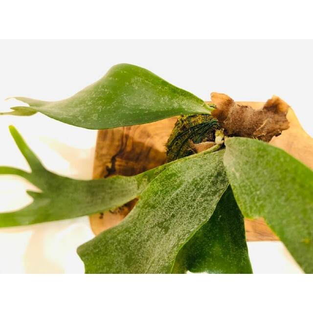 ビカクシダ“ネザーランド”の苔玉　コウモリラン　観葉植物 ハンドメイドのフラワー/ガーデン(その他)の商品写真