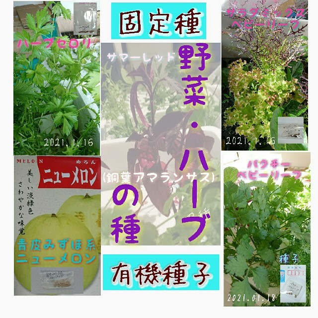 固定種 5点セット 野菜の種 ハーブの種 水耕栽培 家庭菜園 エディブルフラワー 食品/飲料/酒の食品(野菜)の商品写真