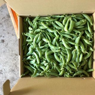 【鹿児島産】甘塩スナップエンドウ箱込み4キロ^_^(野菜)