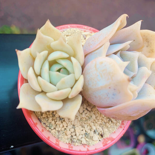 ❤︎多肉植物　実生苗　ローラ　抜き苗❤︎