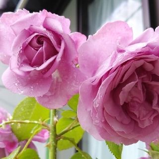 薔薇苗　挿し木苗＊カ(その他)