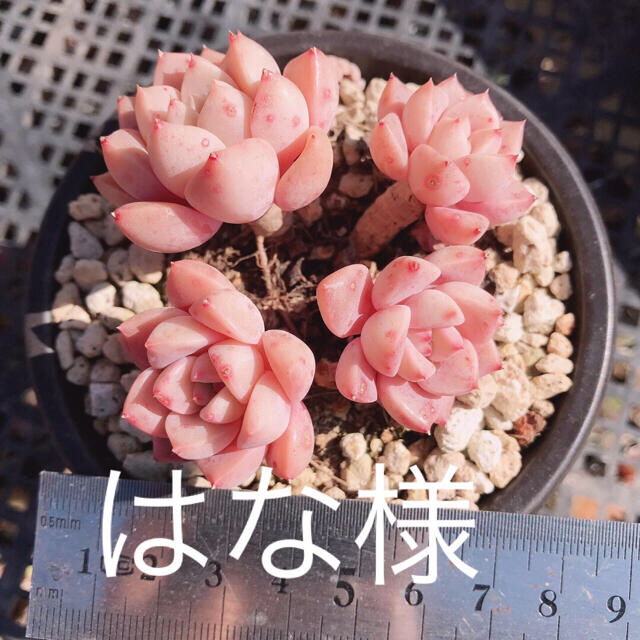 多肉植物 ハンドメイドのフラワー/ガーデン(その他)の商品写真