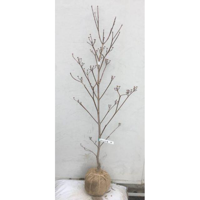 《現品》花水木（ハナミズキ）白花　樹高1.2ｍ（根鉢含まず）14【苗木/植木】