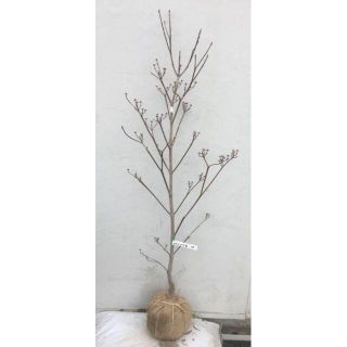 《現品》花水木（ハナミズキ）白花　樹高1.2ｍ（根鉢含まず）14【苗木/植木】(その他)