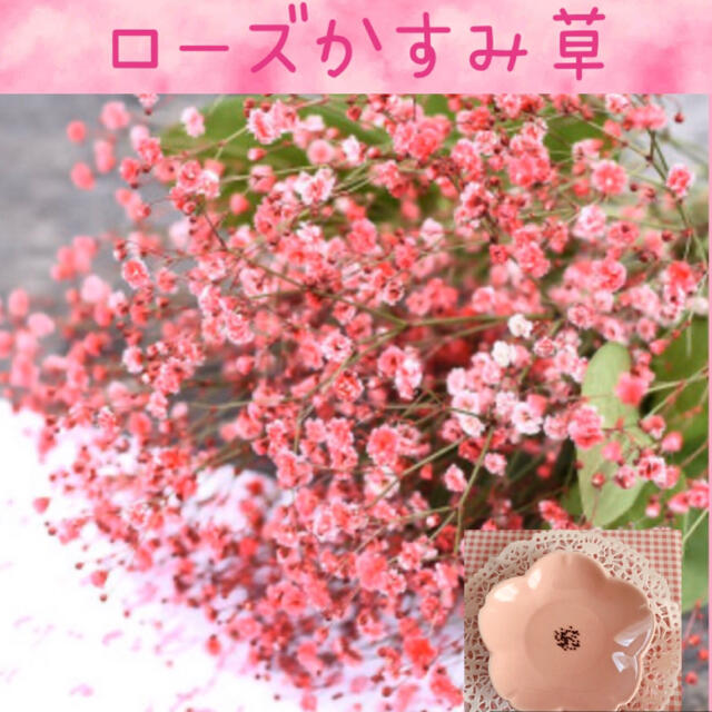 華やかで上品♡『ローズかすみ草』花の種50粒 ハンドメイドのフラワー/ガーデン(その他)の商品写真