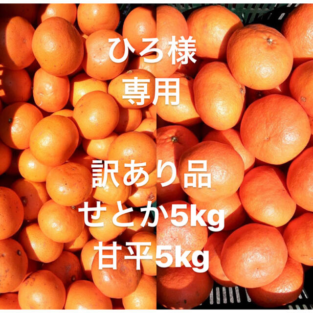 ひろ様　専用　訳あり品　愛媛県　甘平5kg せとか5kg 食品/飲料/酒の食品(フルーツ)の商品写真