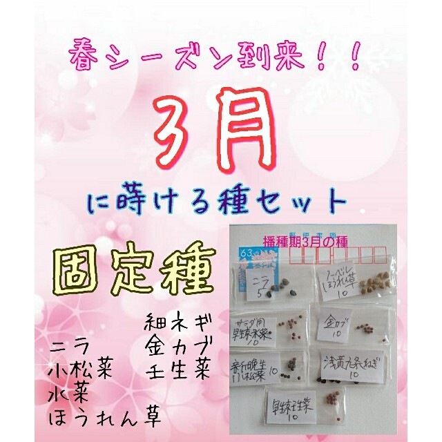 3月に蒔ける種 固定種 家庭菜園 水耕栽培 野菜の種 ハーブの種 食品/飲料/酒の食品(野菜)の商品写真