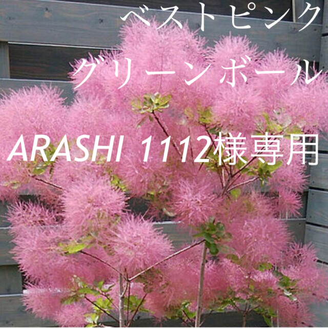 ARASHI1112様専用　ベストピンク グリーンボール  ハンドメイドのフラワー/ガーデン(ドライフラワー)の商品写真