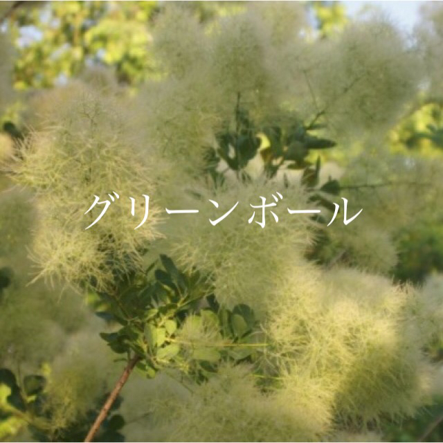 ARASHI1112様専用　ベストピンク グリーンボール  ハンドメイドのフラワー/ガーデン(ドライフラワー)の商品写真
