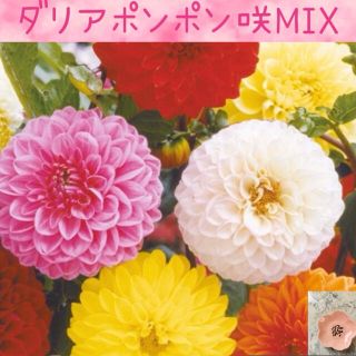 コロンとかわいい♡『ダリアポンポン咲MIX』花の種20粒(その他)