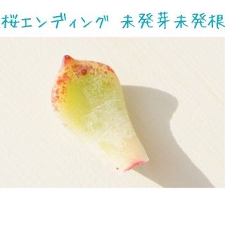 【大人気 即完売種】桜エンディング 葉挿し 未発芽未発根 １枚 多肉植物(その他)