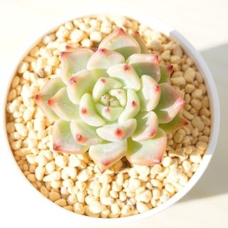 【大人気 即完売種】桜エンディング 葉挿し 未発芽未発根 1枚 多肉植物 【大人気 即完売種】桜エンディング 葉挿し 未発芽未発根 1枚 多肉植物