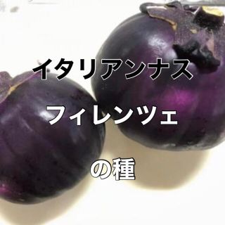 20粒 イタリアンナス フィレンツェ 野菜 種(野菜)