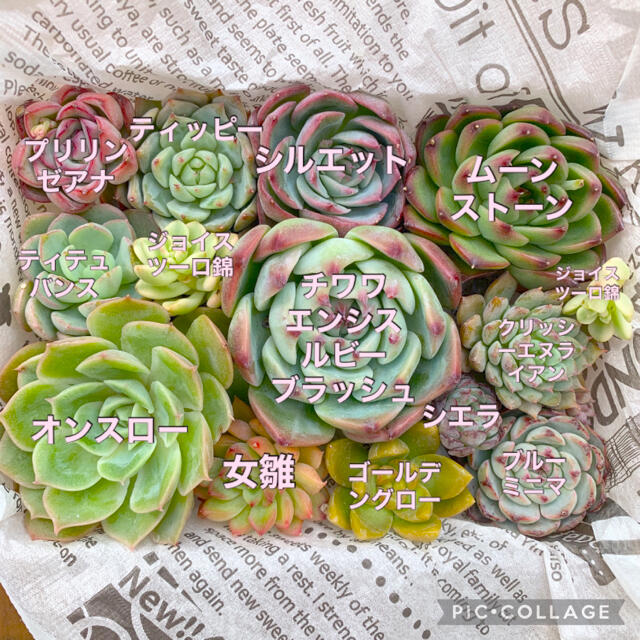 韓国苗】多肉植物 カット苗 セット B【13種類】の通販 by あんず|ラクマ