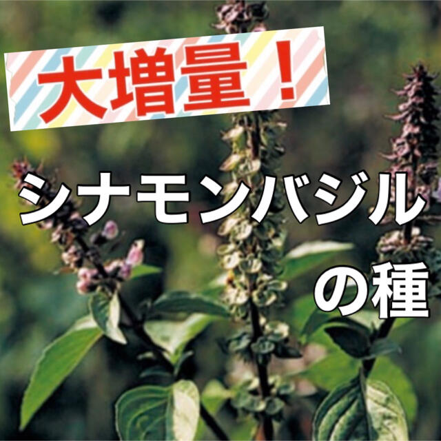 【シナモンの香り‼️】シナモンバジルの種 約80粒 ハーブ バジル 種 タネ 食品/飲料/酒の食品(野菜)の商品写真