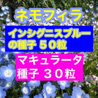 【最安値】ネモフィラ インシグニスブルー50粒、マキュラータ30粒。お洒落セット(その他)