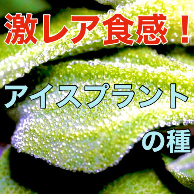 【不思議な食感‼️】アイスプラントの種 20粒 野菜 多肉植物 家庭菜園 タネ 食品/飲料/酒の食品(野菜)の商品写真