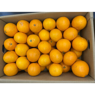 和歌山県産　清見オレンジ　L 約10kg(フルーツ)