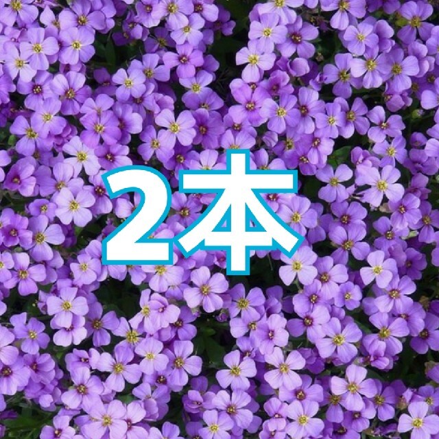 2本