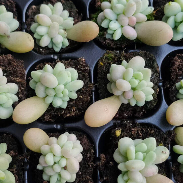多肉植物 多肉植物