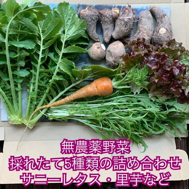 無農薬野菜＊採れたて5種類などの詰め合わせ＊サニーレタス・里芋など＊野菜セット＊ 食品/飲料/酒の食品(野菜)の商品写真