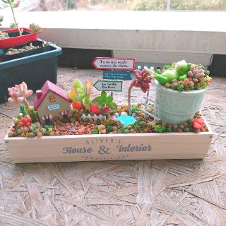 みいちゃん様 専用 多肉植物 寄せ植え (その他)