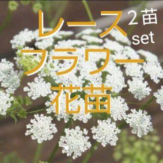 タイムセール レースフラワー 花苗 ２苗set(その他)