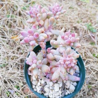 多肉植物 ベビーフィンガー(その他)