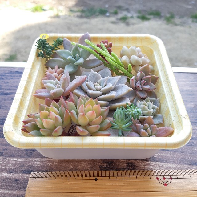 多肉植物⭐小さなカット苗たち⭐Ｂ