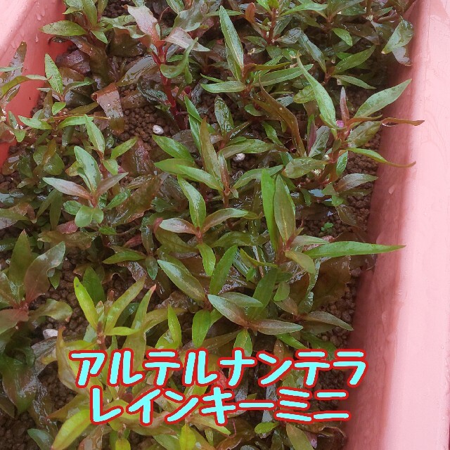 送料込みアルテルナンテラレインキーミニ水上葉4本 その他のペット用品(アクアリウム)の商品写真
