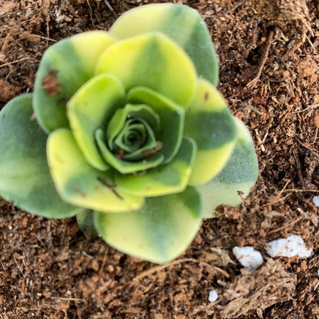 その他多肉植物