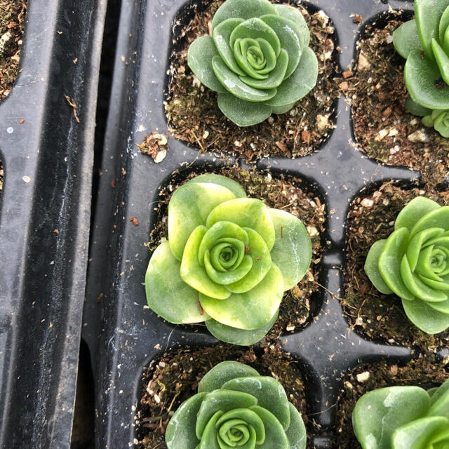 多肉植物その他