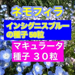 【最安値】ネモフィラ インシグニスブルー50粒、マキュラータ30粒。お洒落セット(その他)