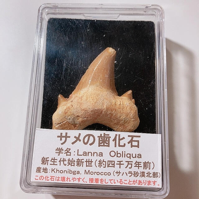サメの歯化石 | フリマアプリ ラクマ