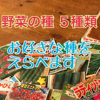 りれい様  野菜の種 5種類 おまけ付きです(野菜)