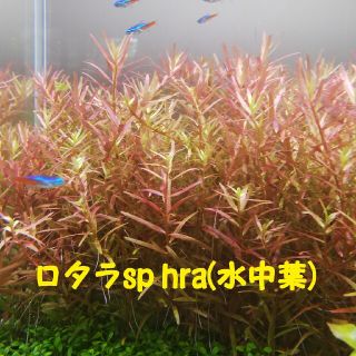 ロタラsp hra (水中葉) 20本 おまけ有り(アクアリウム)