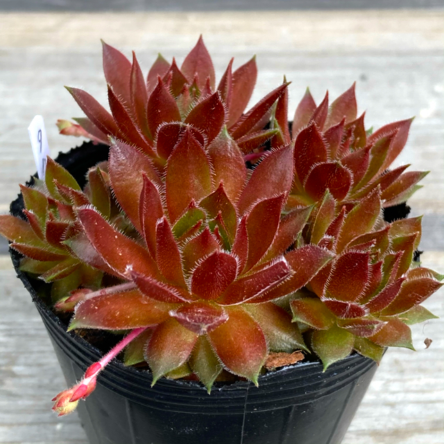 別倉庫からの配送】 多肉植物 センペルビウム タルフ ecousarecycling.com